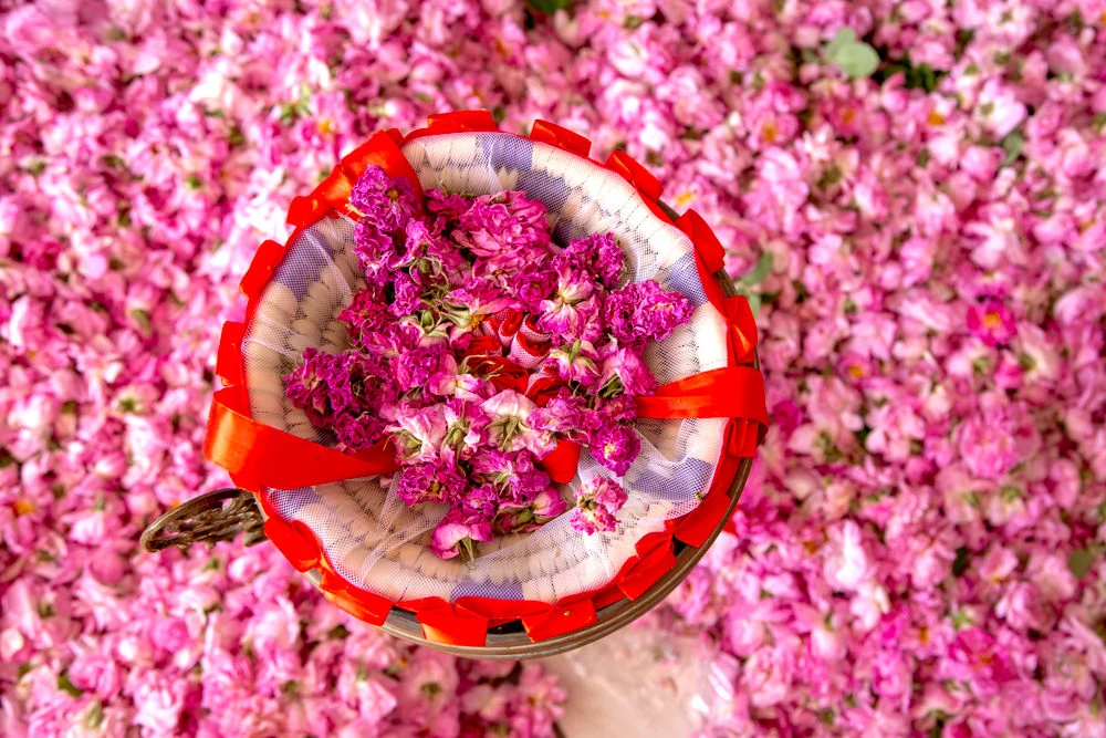 Célébrations et splendeur culturelle : A la découverte des festivals et événements annuels du Maroc