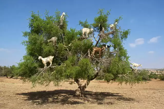 Olio di Argan marocchino: Svelare l'oro liquido della bellezza e del benessere