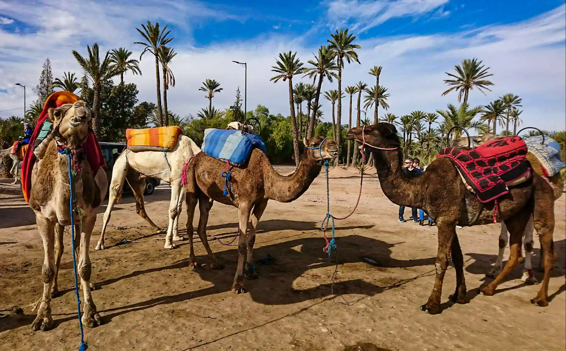 Dromedary in the palm grove