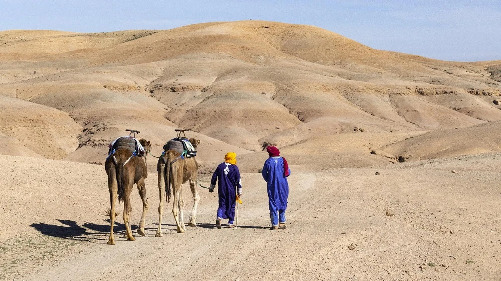 Agafay'da Dromedary