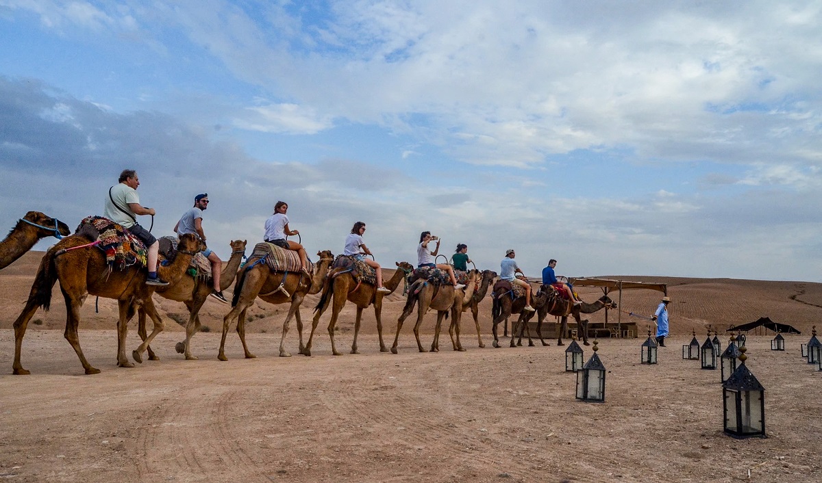 Dromedary in Agafay Desert
